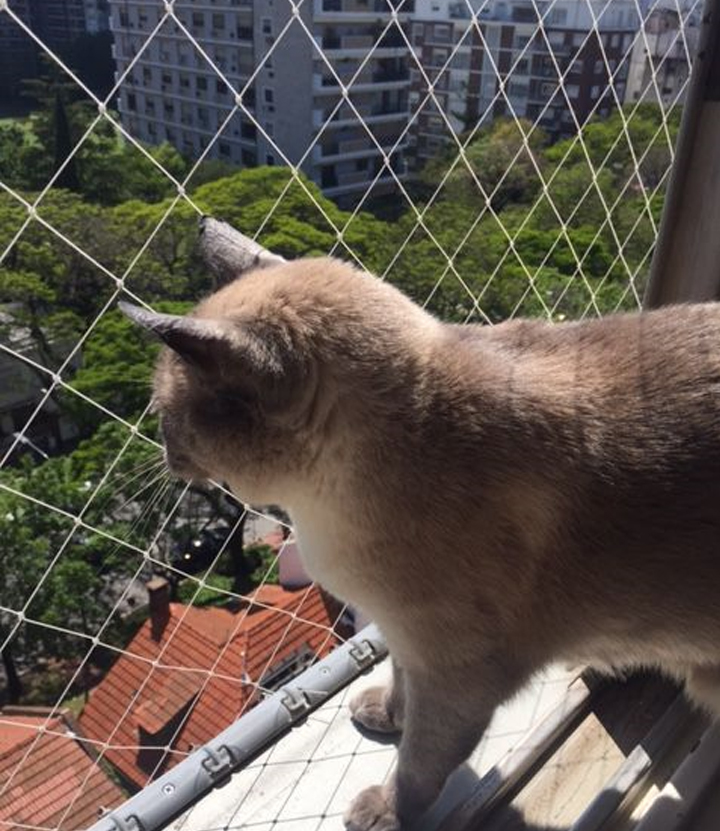 Pets Safety Nets in Chennai