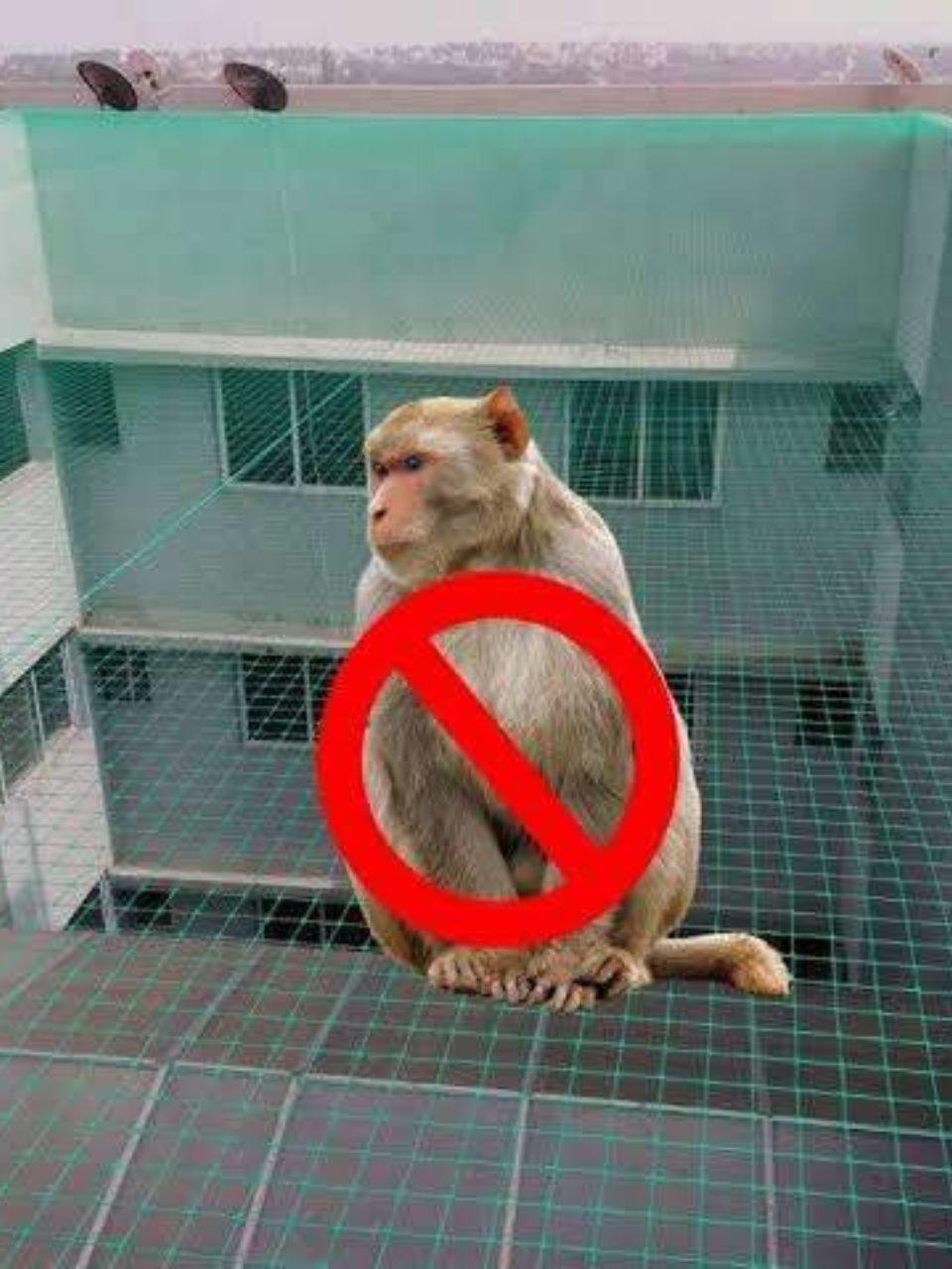 Monkey Safety Nets in Chennai