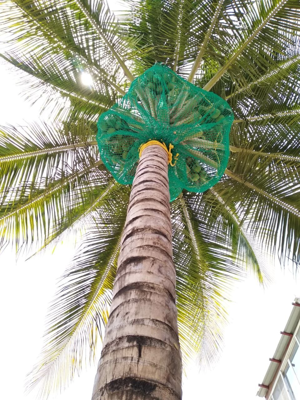 Coconut Tree Safety Nets in Chennai